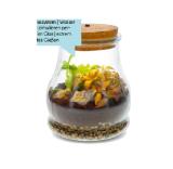 bepflanztes Glas 311902 HELLWEG 1 Stück