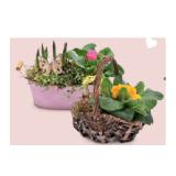 Bepflanzte Frühlings- und Valentins-Arrangements Metall-Arrangement/Henkelkorb/Tonschale HOFER 1 Stück