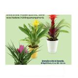 Blühpflanze Bromelien-Mix in Keramik, Ø-Topf: 11 cm, H ca. 30 - 42 cm HOFER 1 Stück