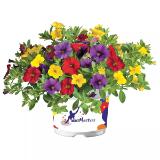 Plantiflor Zauberglöckchen versch. Sorten 922326 HELLWEG 6 Stück