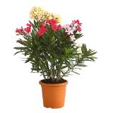 Dehner Oleander Trio Dehner 1 Stück
