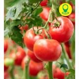 Mahlerhof Veredelte Tomaten verschiedene Sorten 42772410 BayWa 1 Stück