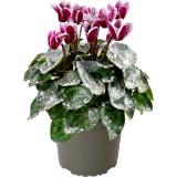 Cyclame Snow, Preisangabe ohne MwSt. (Preis inkl. MwSt. 4,51 €), METRO 1 Stück