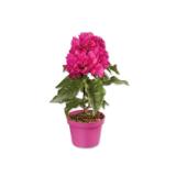Bougainvillea (Drillingsblume) Lidl 1 Stück