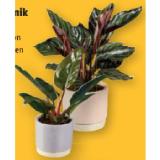 Grünpflanze in Keramik verschiedene Arten Lidl 1 Stück