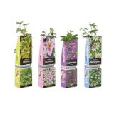 Schling- oder Kletterpflanze in Faltschachtel Verschiedene Arten und Blütenfarben Lidl 1 Stück