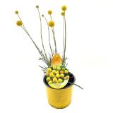 Bild von Trommelstöckchen Topf-Ø ca. 13 cm Craspedia globosa OBI 1 Stück