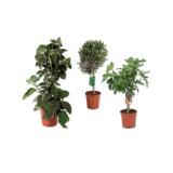 Mediterrane Stämmchen Feige, Weinrebe, Olive oder Kiwi Lidl 1 Stück