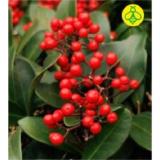 Skimmia „O‘Berry“ 42782495 BayWa 1 Stück
