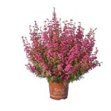 Erica gracilis Lidl 1 Stück