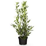 Kirschlorbeer aus Österreich 80 cm HOFER 1 Stück 1 Stück