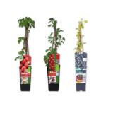 Bio Beerenstrauch versch. Sorten Lidl 1 Stück