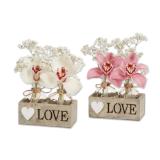 2er Orchideenblüte „Love“ in Holzkiste Verschiedene Blütenfarben Lidl 1 Stück