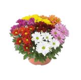 Promotion Bild von Chrysanthemen XL Lidl 1 Stück