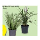 Gräsermischung „Elegrass” versch. Sorten HOFER 1 Stück