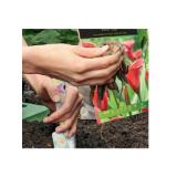 Blumenzwiebeln-Mischung versch. Sorten HOFER 1 Packung