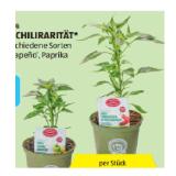Zurück zum Ursprung Bio-Paprika-/Chilirarität versch. Sorten HOFER 1 Stück