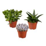 Sukkulente Verschiedene Arten und Farben Lidl 1 Stück