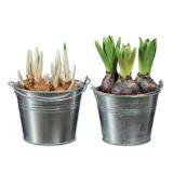 Blumenzwiebeln im Zinkeimer Verschiedene Pflanzen und Blütenfarben Lidl 1 Stück