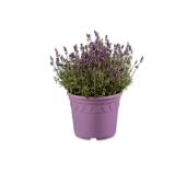 Lavendel angustifolia Ø-Topf: 26 cm Lidl 1 Stück
