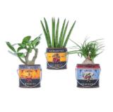 Easy Care Pflanze im Foodbucket versch. Arten Lidl 1 Stück