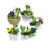 Frühlingskorb div. Sorten HOFER 1 Stück