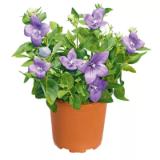 Promotion Bild von Plantiflor Ballonblume 526555 HELLWEG 1 Stück