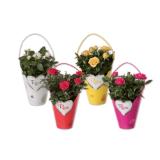 Topfrose in Henkeltasche Verschiedene Blüten- und Taschenfarben Lidl 1 Stück