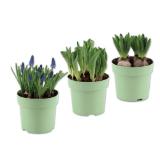 Blumenzwiebeln Verschiedene Pflanzen und Blütenfarben Lidl 1 Stück