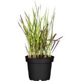 grow by OBI Japanisches Blutgras "Red Baron" Braunrot Topf-Ø ca.14 cm Imperata OBI 1 Stück