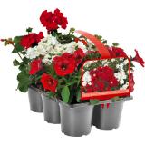 Sunny Summer, Preisangabe ohne MwSt. (Preis inkl. MwSt. 1,46 €), METRO 1 Stück