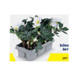 Schneerose 6er-Tray HOFER 1 Stück