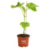 Dehner Gourmet Garten Schlangengurke Topf Ø12 cm Dehner 1 Stück