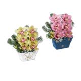 Orchideengesteck groß versch. Blüten- und Keramikfarben Lidl 1 Stück