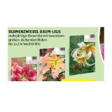 Blumenzwiebel Baum-Lilie HOFER 1 Packung