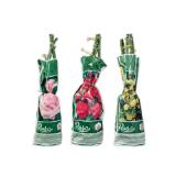 Edel-, Beet- oder Kletterrose versch. Blütenfarben Lidl 1 Stück