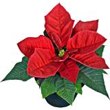 Weihnachtsstern Mini , Preisangabe ohne MwSt. (Preis inkl. MwSt. 1,98 €), METRO 1 Stück