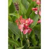 Bild von Canna Indisches Blumenrohr, Preisangabe ohne MwSt. (Preis inkl. MwSt. 25,98 €), METRO 1 Stück