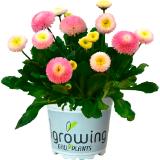 Bellis im 11 cm Topf, Preisangabe ohne MwSt. (Preis inkl. MwSt. 1,64 €), METRO 1 Stück