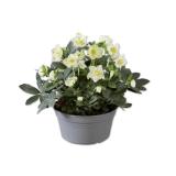 Christrose in der Schale Lidl APP Preis 1 Stück