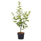 Hainbuche aus Österreich 60 cm HOFER 1 Stück