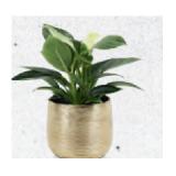 Zimmerpflanze in Weihnachtlicher Keramik Amaryllis, Philodendron, Schlumbergera oder Kalandiva HOFER 1 Stück