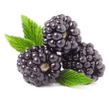 Bild von Brombeeren MPREIS 125 Gramm 1 Packung