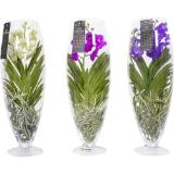 Orchideen Mix „Vanda Chamagne Color“, Preisangabe ohne MwSt. (Preis inkl. MwSt. 49,93 €), METRO 1 Stück