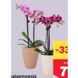 Phalaenopsis 2 Trieber, in Keramik, Topfgröße 9 cm MPREIS 1 Stück