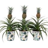 Ananas Mi Amigo, Preisangabe ohne MwSt. (Preis inkl. MwSt. 9,93 €), METRO