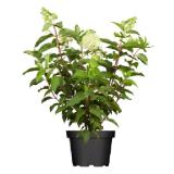 Bild von Rispenhortensie-Mix Höhe ca. 30 - 40 cm Topf ca. 5 l Hydrangea paniculata OBI 1 Stück