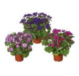 Teneriffa Aster versch. Blütenfarben Lidl 1 Stück