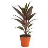 Keulenlilie versch. Sorten Dehner 1 Stück