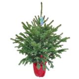 Plantiflor Blaufichte 110-130 cm 133456 HELLWEG 1 Stück